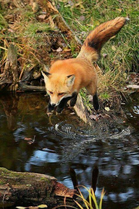 gewoon prachtig Fox Running, Fantastic Fox, Fox Pictures, Fennec Fox, Wild Dogs, Cute Fox, Fox Racing, Red Fox, Animal Photo