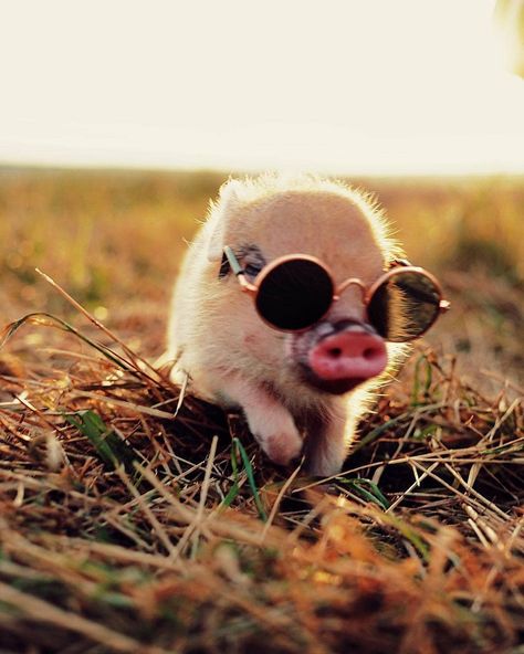 Garden Buddies, Emoticon Love, Daily Picture, Baby Piglets, Small Pigs, Pig Art, This Little Piggy, Daily Pictures, Take A Picture