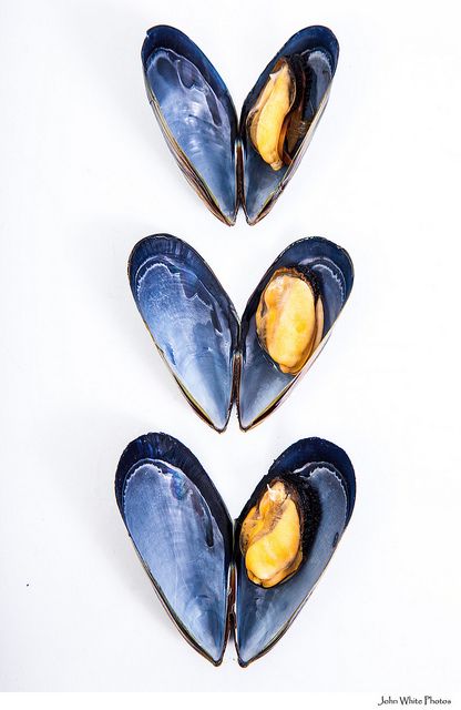 Mussels Sea Food Photography, Seafood Art, Blue Mussel, Food Art Photography, Sea Life Art, Watercolor Food, Bake Cheesecake, Food Illustration, Sea Food