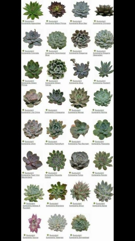 Succulent Names, Sun Loving Plants, Succulent Garden Diy, Alpine Plants, Types Of Succulents, Garden Types, Cactus Y Suculentas, Cactus Garden, Aquatic Plants