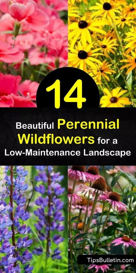 Find the easiest way to spread wildflower seed and have it germinate quickly so your flower beds are filled with the coreopsis, daisy, purple coneflower, and Mexican hat flower. These flowers… More Wildflower Perennial Garden, Wild Flower Planting Ideas, Mexican Daisy Plant, 7b Planting Guide Flowers, Wild Flower Garden Ideas, Mexican Hat Flower, Wild Flower Garden, Daisy Purple, Diy Garden Decor Projects