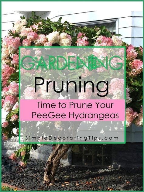 How to Prune a Hydrangea Tree Pee Gee Hydrangea, Hydrangea Tree, Simple Decorating, Brick Edging, French Country Garden, Hydrangea Garden, Hydrangea Paniculata, Simple Curtains, Single Tree