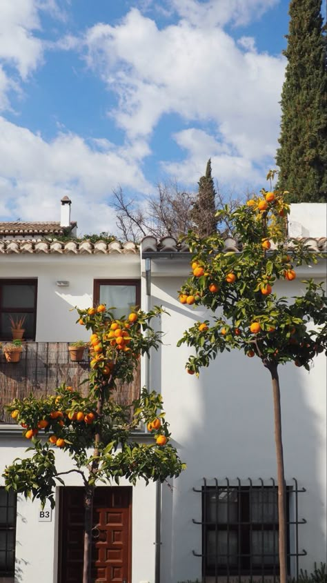 Two orange trees stand under blue sky and in front of white houses. Spanish Aethstetic, Home In Spain, Spring In Spain, Spain House Aesthetic, House In Spain, Orange Trees, Spain Spring, Aesthetic Locations, Spain Pictures