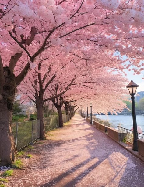 Spring Landscape Photography, Aesthetic Artsy, Japan Spring, Go For A Walk, Sakura Tree, Pretty Landscapes, Japan Aesthetic, Aesthetic Japan, Fantasy Places