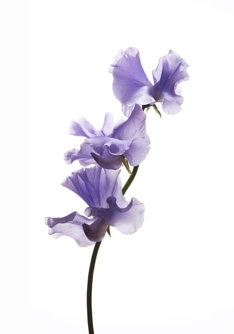 Sweetpea Flower. Andy Grimshaw Still Life Photography Flower In White Background, Sweetpea Flower, Floral Photography Nature, Sweet Pea Flowers, Bee Wall, Pea Flower, Painting Subjects, Unusual Flowers, Floral Photography