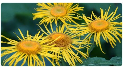 Elecampane: 5 Key Benefits, Dosage, & Safety | The Botanical Institute Horse Healing, Itchy Rash, Gastric Juice, Lungs Health, Animal Study, Respiratory Health, Chronic Inflammation, Respiratory System, Traditional Chinese Medicine