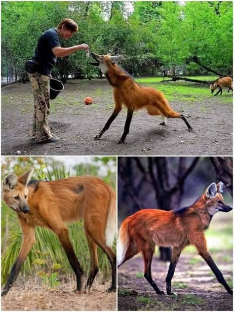 Maned Wolf, Cool Animals, A Wolf, Golden Dog, Connect With People, Bolivia, National Geographic, Wolves, Ask Questions