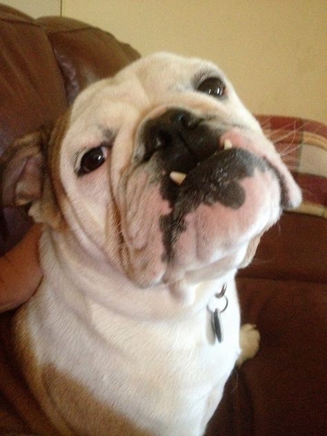 ❤ Beautiful tooth'ies ! ❤ Posted from Baggy Bulldogs Baggy Bulldogs, Beautiful Teeth, Bull Dogs, English Bulldogs, English Bulldog, Fur Babies, French Bulldog, Bulldog, Best Friends