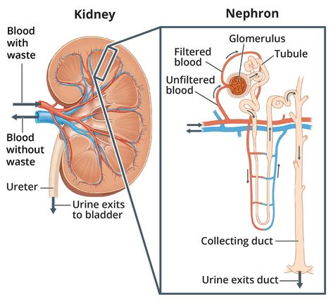 IgA Nephropathy - NIDDK Iga Nephropathy, Autoimmune Disease, Healthy Mind, Mind Body, Disease