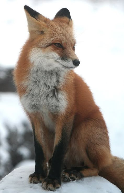 Fox Reference, Fox Photos, Forest Animal Nursery, For Fox Sake, Fox Images, Red Foxes, Cute Foxes, Fox Sake, Fox Pictures