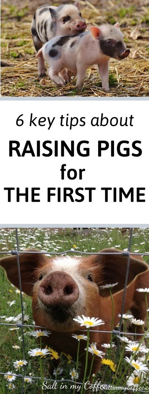 Pig Breeds, Raising Pigs, Raising Farm Animals, Pig Pen, Farm Plans, Future Farms, Mini Pigs, Pig Farming