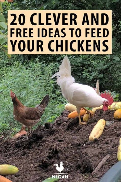 Trellis Chicken Coop, Chicken Feed Diy, Chickens Backyard Breeds, Chicken Tips, Food For Chickens, Cute Chicken Coops, Chicken Coop Garden, Chicken Barn, Raising Farm Animals