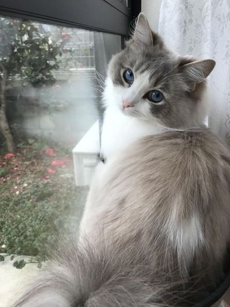 Scottish Fold Kittens, Ragdoll Kittens, Gatto Carino, Söt Katt, Siamese Kittens, Most Beautiful Cat Breeds, Russian Blue, Cat Aesthetic, Cute Cats And Kittens