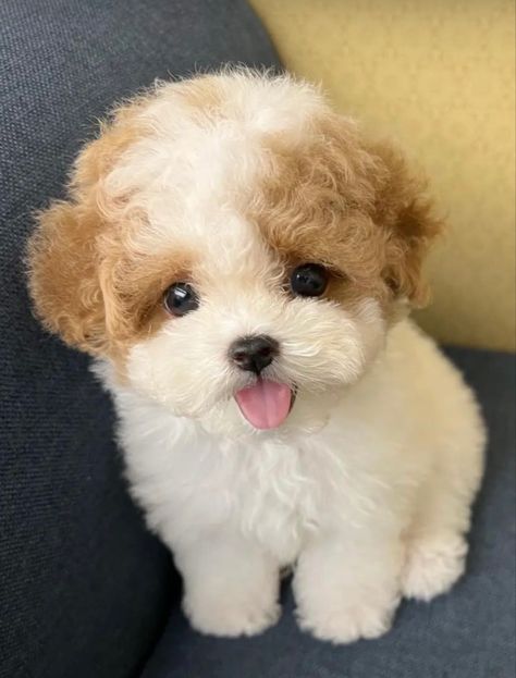 Cute White Dog Aesthetic, Puppies Aesthetic, Aesthetic Puppy, Puppy Aesthetic, Cute Fluffy Puppies, Cute Teacup Puppies, Cute Small Dogs, Dogs Images, Cute Dogs Images