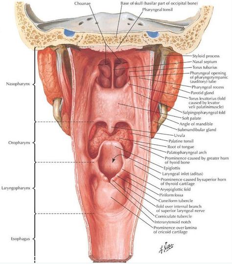 pharynx posterior view: swallowing! Anaerobic Respiration, Parotid Gland, Soft Palate, Medical School Life, Basic Anatomy And Physiology, Gastrointestinal System, School Slp, Social Communication, Nursing School Tips