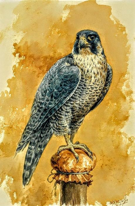 Falcon Painting, Falcon Drawing, Falcon Art, Arabian Art, Peregrine Falcon, Bird Artwork, Peregrine, Bird Drawings, Wildlife Art