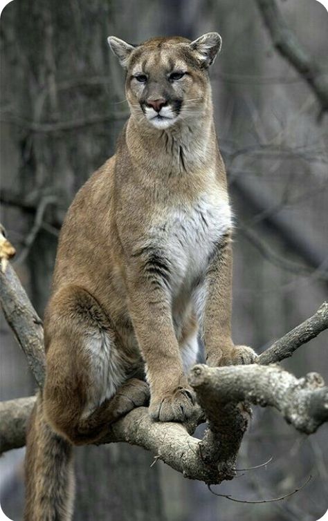 Cougar Aesthetic, Pumas Animal, Cougar Animal, Cougar Art, Bob Cat, Regnul Animal, Mountain Lions, Exotic Cats, Pet Kitten