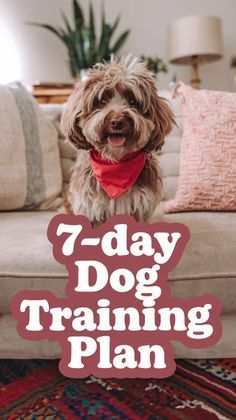 What To Train Your Puppy First, Dog Training Guide, Puppy Training Schedule 8 Weeks, Housebreaking A Puppy, Introducing Puppy To Dog, 1st Time Dog Owner, How To Train Your Puppy, First Time Dog Owner Checklist, Puppy Socialization Checklist