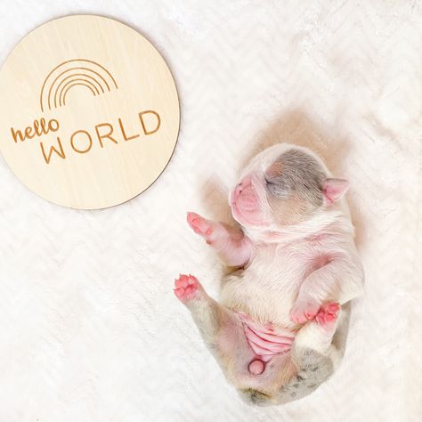 Newborn Puppy Photoshoot Ideas, Merle Bulldog, Border Collie Photography, Collie Photography, Puppy Photo Ideas, Puppy Photoshoot, Newborn Puppy, Puppy Photography, Diy Dog Collar