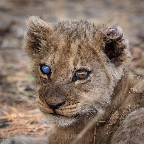 Male lion cub with a blind eye. Lion Drawings, Cubs Wallpaper, Tattoo Lion, King Lion, Blind Eyes, Male Lion, Animal Print Wallpaper, Cute Lion, Lion Cub