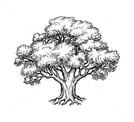 Stock illustration: Ink sketch of oak tree. Hand drawn vector illustration isolated on white background. Retro style..  3.3 MB. -1 x -1. From $10. Royalty free vector, graphic, illustration. Download ... Oak Tree Drawings, Tree Drawing Simple, Oak Tree Tattoo, Tree Drawings Pencil, Background Retro, Tree Sketches, Ticket Invitation, Hand Drawn Vector Illustrations, Nature Drawing