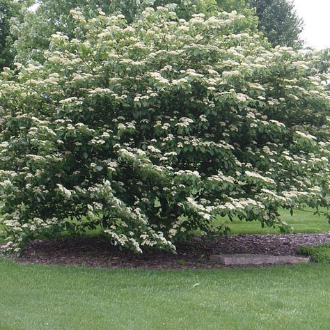 20++Cornus+Alternifolia+(+Pagoda+Dogwood+)+seeds+ Ivory Plant, Cornus Alternifolia, Tiny Cottage Garden, Pagoda Dogwood, Acidic Soil, Easy Landscape, Soil Type, Dogwood Tree, Hardiness Zones