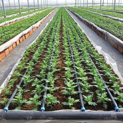 Types Of Irrigation | Methods Of Irrigation | What Is Irrigation Drip Irrigation System Design, Irrigation System Design, Agriculture Pictures, Kandahar Afghanistan, Rio San Juan, Irrigation Methods, Drip Tape, Garden Watering System, Soaker Hose