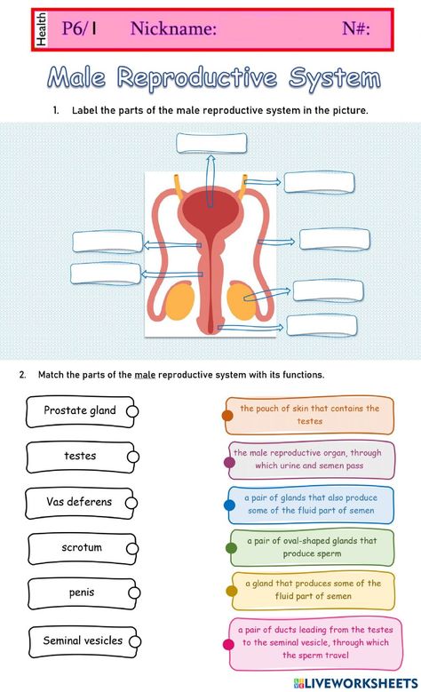 Energy Quiz, Human Reproduction, Male Reproductive System, Human Body Worksheets, States Of Matter Worksheet, Biology Revision, Plant And Animal Cells, Matter Worksheets, Female Reproductive System