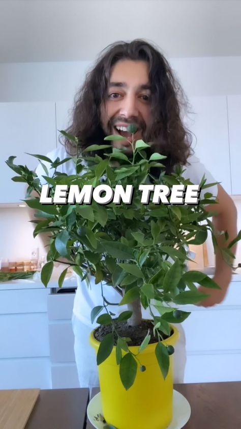 Lemon Tree Indoors, Lemon Tree Potted, Indoor Lemon Tree, Plant Books, Creative Explained, Snapper Recipes, Lemon Plant, How To Grow Lemon, Growing Fruit Trees