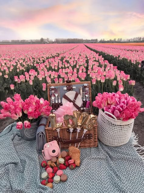 Field Picnic, Photoshoot Wallpaper, Zicxa Photos, Field Photoshoot, Tulip Field, Pink Room Decor, Cute Date Ideas, Picnic Date, Tulip Fields