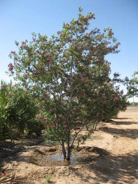 Chilopsis linearis 'Bubba' (Desert Willow) - Mountain States Wholesale Nursery Chilopsis Linearis, Desert Willow, Deciduous Trees, Fragrant Flowers, Colorful Flowers, Nursery, Plants, Quick Saves