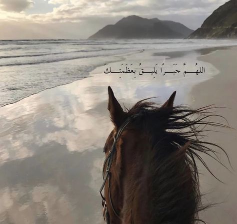 Horse Aesthetic, Horse Life, A Horse, Beautiful Horses, Oh My, The Beach, Horses, Water, Instagram