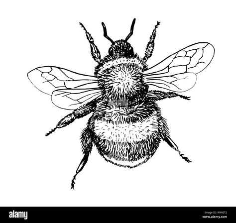 Bee Line Drawing, Bumblebee Drawing, Ink Line Art, Bee Drawing, Cartoon Bee, Line Art Vector, White Illustration, Artistic Images, Hand Sketch