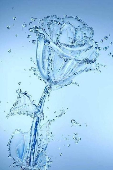 . A Rose, A Flower, Bubbles, Water