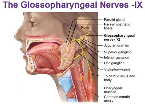 glossopharyngeal nerve superior inferior otic ganglion parotid gland stylopharyngeus 12 Cranial Nerves, Glossopharyngeal Neuralgia, Glossopharyngeal Nerve, Nerve Anatomy, Parotid Gland, Radiology Student, Peripheral Nervous System, Carotid Artery, Basic Anatomy And Physiology