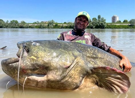 Italian angler catches potential world record Wels catfish measuring over 9' long. SEE MORE: The World's Largest Jellyfish Ever Recorded was 120 feet in Length. You can see it here. Wels Catfish, Lion's Mane Jellyfish, Big Catfish, Greenland Shark, Ancient Fish, Fish Stand, Great River, Irish Sea, Fishing Stuff