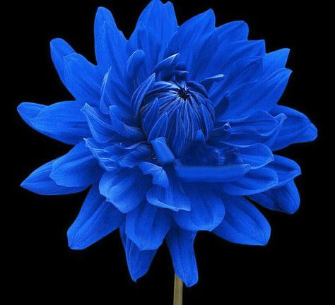 Rare Blue Dahlia Seeds Garden Flower Seeds 100 Seeds Blue Dahlia Flower, Blue Dahlia, Gladioli, Hot Kiss, Blue Garden, Dahlia Flower, Arte Floral, Exotic Flowers, Beautiful Blooms