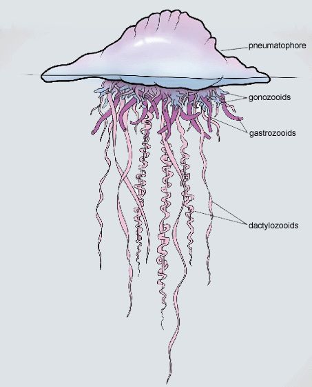 Animal Infographic, Sea Jellies, Cnidaria, Other Planets, The Terror, One For All, Oceanography, Aquatic Animals, Marine Biology