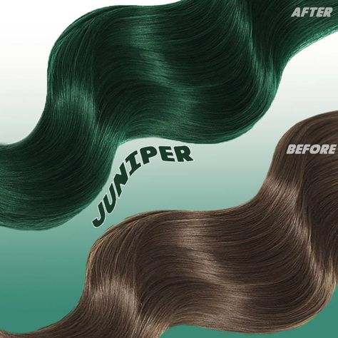 Want a rich emerald tint without lightening? Try Juniper Green! Our unique deep green shade packs a highly pigmented punch on darker hair! Shop now at www.lunartideshair.com #lunartides #greenhair Lunar Tides Nightshade, Nightshade Hair, Midnight Blue Hair, Blue Purple Hair, Emerald Hair, Darker Hair, Dark Green Hair, Vivid Hair, Navy Hair