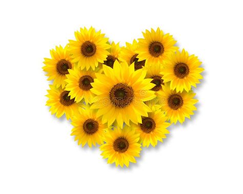 Photo about Heart shape with sunflowers, isolated on white background, top view. Image of gardening, flora, head - 121868250 Heart Shaped Sunflower, Pretty Flowers Pictures, Sunflower Drawing, Grass Background, Sunflower Hearts, About Heart, Sunflower Bouquet, Sunflower Pictures, Sunflower Bouquets