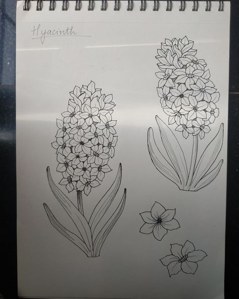 How To Draw Hyacinth Flower Step By Step, Hycanith Flower Drawing, Purple Hyacinth Flower Drawing, Purple Hyacinth Flower Tattoo, Hycanith Flower Tattoo, Hyacinth Flower Drawing Simple, Hyacinth Tattoo Simple, How To Draw Hyacinth Flower, Hyacinth Drawing Simple