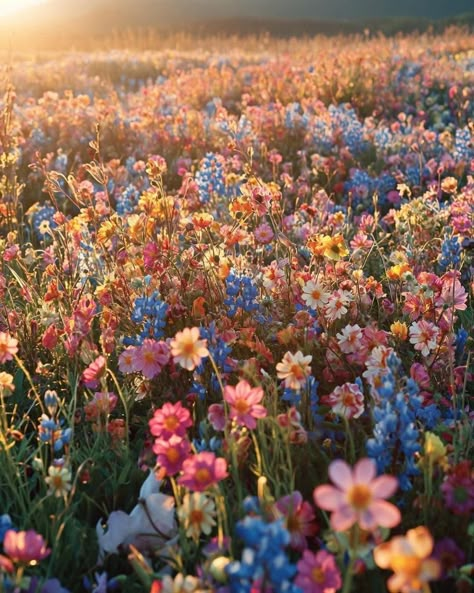 Pretty Flowers Pictures, Flower Board, Flowers Coffee, Nothing But Flowers, Garden Inspo, Pretty Landscapes, Wildflower Garden, Flower Therapy, Back Ground