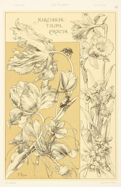 __All about____________________: BOTANICAL ART NOUVEAU - Anton Seder Anton Seder, Fleurs Art Nouveau, Art Nouveau Mucha, Art Nouveau Illustration, Art Nouveau Design, Scientific Illustration, Botanical Drawings, Old Book, Plant Art