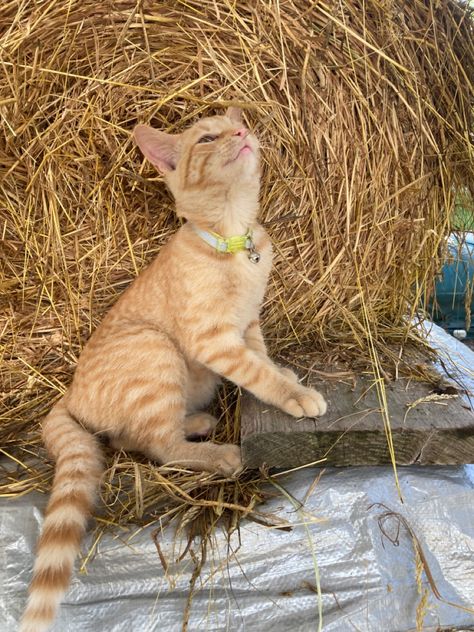 Farmlife Aesthetic, Farm Pets, Cute Farm Ideas, Barn Cat, Farm Cat, Fall Cats Aesthetic, Farm Cat Aesthetic, Farm Kittens, Farm Cats Aesthetic