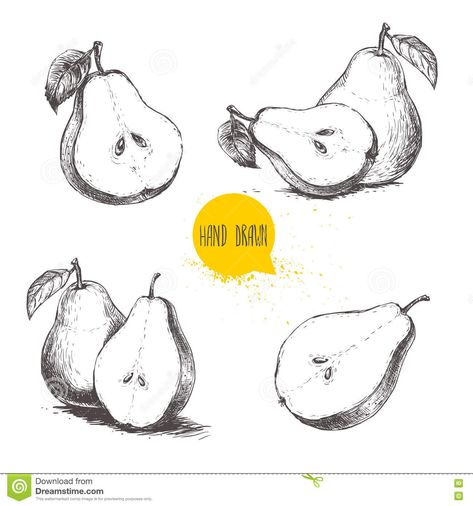 Set of Hand Drawn Sketch Style Pears. Sliced Ripe Pears Stock Vector - Illustration of pears, graphic: 77156915 Pear Illustration, Palm Tree Sketch, Pear Drawing, Ripe Pears, Cartoon Chicken, Cartoon House, Tree Sketches, Sketch Style, Vintage Drawing