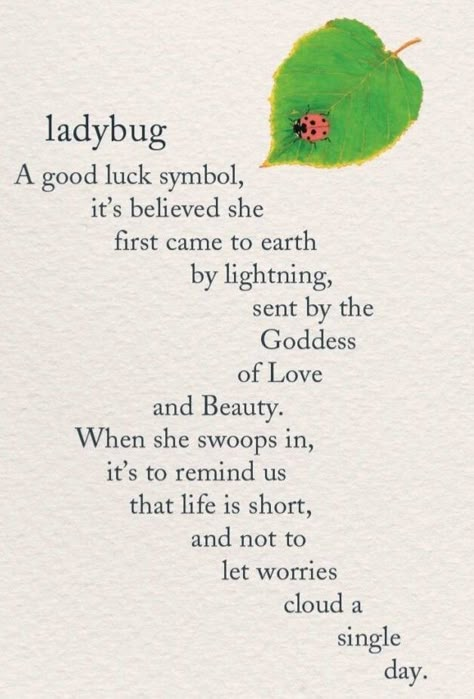 Ladybug Meaning, Haiku Poetry, Good Luck Symbols, A Ladybug, Spiritual Symbols, Symbols And Meanings, Lady Bugs, Spiritual Meaning, Meaning Of Life