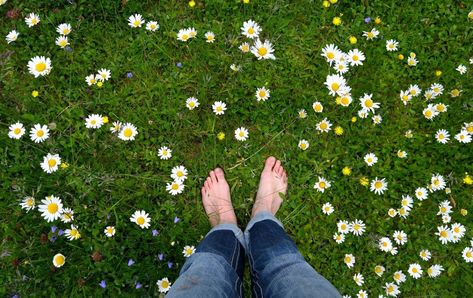 The perfect green lawn requires waters, chemicals, and frequent mowing. Learn about sustainable alternative lawns that require less water and maintenance. Biodiverse Yard, Alternative Lawns, Lawn Free Yard, Environment Awareness, Ground Cover Seeds, Clover Lawn, Lawn Problems, Grass Species, Bermuda Grass