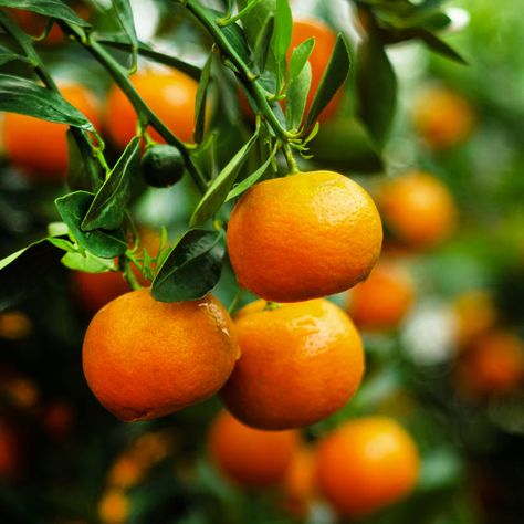 Growing Citrus, Tangerine Tree, Mandarin Tree, Citrus Plant, Types Of Fruit, Fruit Seeds, Citrus Trees, Peach Trees, Potted Trees