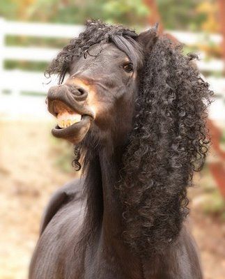 if I were a horse; my mane would be outta control like this :-) Funny Horse Pictures, Horse Mane, Funny Horses, List Of Animals, Funny Horse, Horse Crazy, Common Questions, Funny Picture Quotes, Cute Funny Quotes