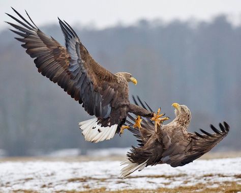 Eagle Photo, Dragon Poses, White Tailed Eagle, S King, Akhal Teke Horses, Eagle Drawing, Prehistoric Wildlife, Bob S, Animal Reference